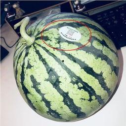 广东网红吃瓜,趣味横生幕后花絮大揭秘