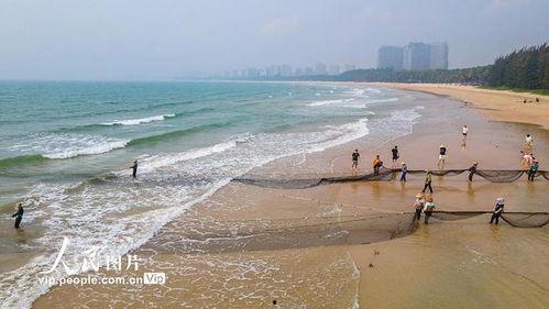 海南赶海爆料视频下载免费,揭秘渔民捕捞瞬间，免费视频带你领略海洋魅力  第2张