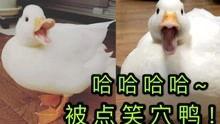 鸭在线观看,揭秘网络直播的鸭界传奇  第2张