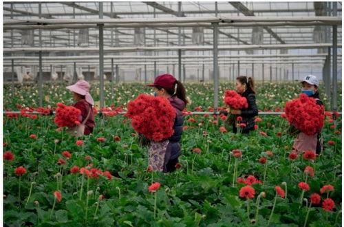 云南鲜花爆料事件视频播放,揭秘背后惊人真相  第2张