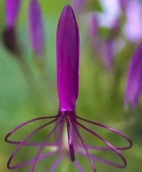 夺命奇花在线观看,惊悚花海中的生死较量 第3张 夺命奇花在线观看,惊悚花海中的生死较量 第3张