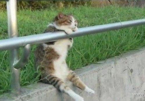 吃瓜网红少女猫猫是谁的,吃瓜界的神秘力量 第3张 吃瓜网红少女猫猫是谁的,吃瓜界的神秘力量 第3张