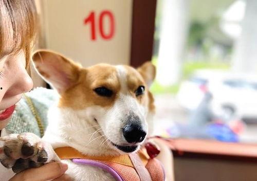 娱乐吃瓜爆料狗仔,吃瓜爆料狗仔背后的故事  第2张