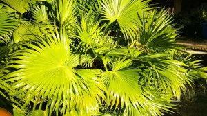 29片棕榈叶在线观看,穿越时空的奇幻之旅