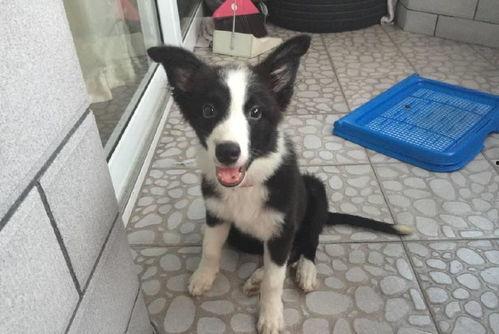 网友爆料边牧犬图片视频,萌态可掬的边牧犬萌动人心  第3张