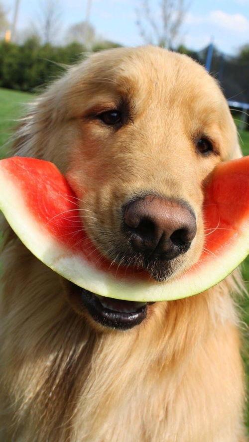 网红吃瓜狗子图片高清壁纸,萌化你的每一天 第2张 网红吃瓜狗子图片高清壁纸,萌化你的每一天 第2张