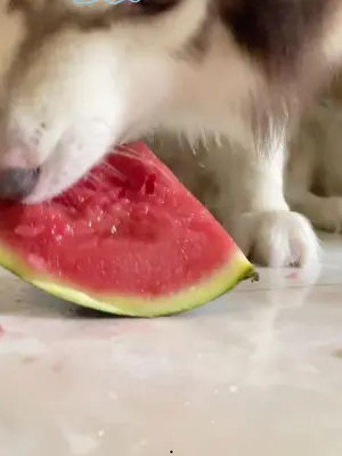 网红吃瓜狗子图片高清壁纸,萌化你的每一天 第3张 网红吃瓜狗子图片高清壁纸,萌化你的每一天 第3张