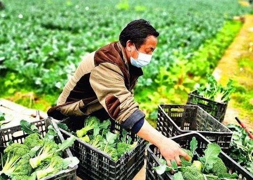 农民廖先生最新爆料,揭秘农村新动向背后的真实故事 第3张 农民廖先生最新爆料,揭秘农村新动向背后的真实故事 第3张