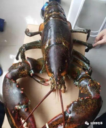 骚年龙虾爆料视频播放,视频播放背后的惊人数据与现象 第2张 骚年龙虾爆料视频播放,视频播放背后的惊人数据与现象 第2张