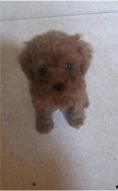 娱乐圈吃瓜爆料弟弟泰迪,泰迪弟弟吃瓜爆料,揭秘幕后真相 第2张 娱乐圈吃瓜爆料弟弟泰迪,泰迪弟弟吃瓜爆料,揭秘幕后真相 第2张