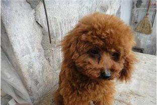 娱乐圈吃瓜爆料弟弟泰迪,泰迪弟弟吃瓜爆料,揭秘幕后真相 第3张 娱乐圈吃瓜爆料弟弟泰迪,泰迪弟弟吃瓜爆料,揭秘幕后真相 第3张