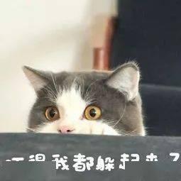 最新爆料肥猫图片,网友直呼“萌化人心” 第2张 最新爆料肥猫图片,网友直呼“萌化人心” 第2张