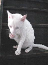 最新爆料肥猫图片,网友直呼“萌化人心” 第3张 最新爆料肥猫图片,网友直呼“萌化人心” 第3张