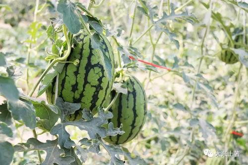 最新吃瓜爆料网红,揭秘最新吃瓜爆料背后的惊人真相  第2张