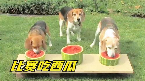 娱乐吃瓜菌小狗